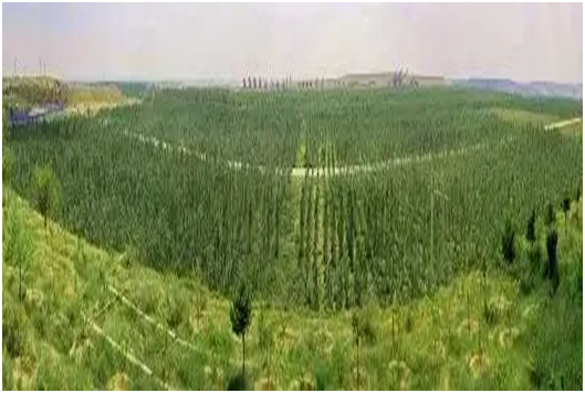 楚雄州临时占用林地规划设计